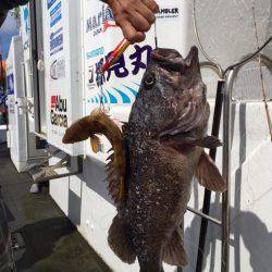 シーランチ 釣果