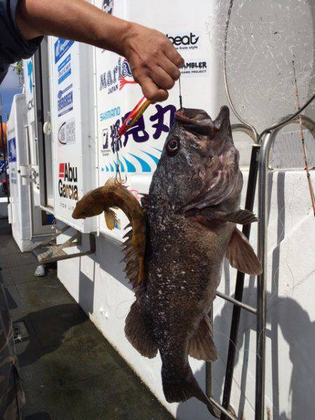 シーランチ 釣果