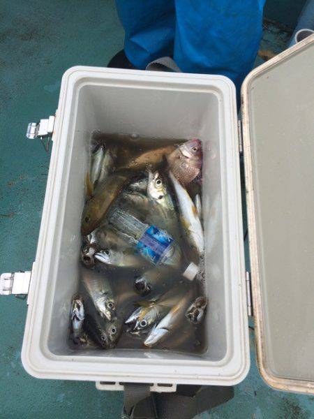丸万釣船 釣果