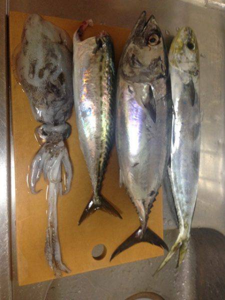 じゅん栄丸 釣果