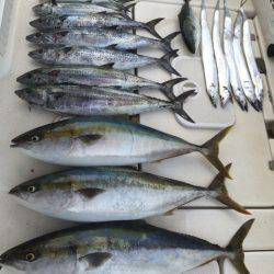 SeaRide(シーライド) 釣果