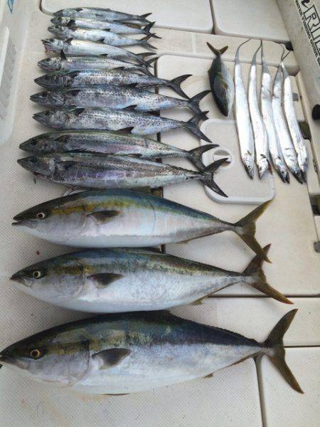 SeaRide(シーライド) 釣果