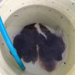 エムズジャーク(M’s JERK) 釣果