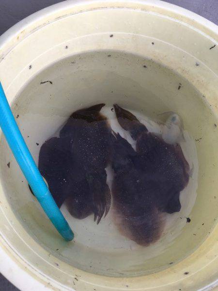 エムズジャーク(M’s JERK) 釣果