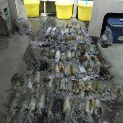 エムズジャーク(M’s JERK) 釣果