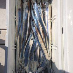 SeaRide(シーライド) 釣果