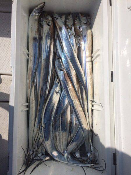 SeaRide(シーライド) 釣果