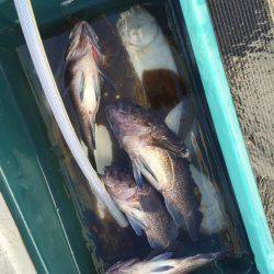 シーランチ 釣果