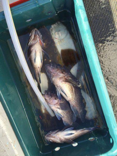 シーランチ 釣果