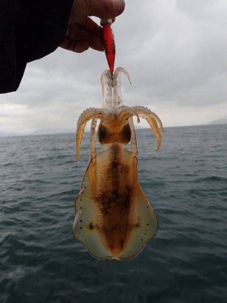 まるいち丸 ZERO-1 釣果