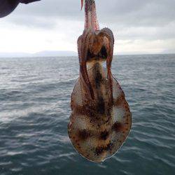 まるいち丸 ZERO-1 釣果