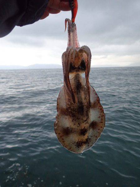 まるいち丸 ZERO-1 釣果