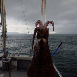 まるいち丸 ZERO-1 釣果