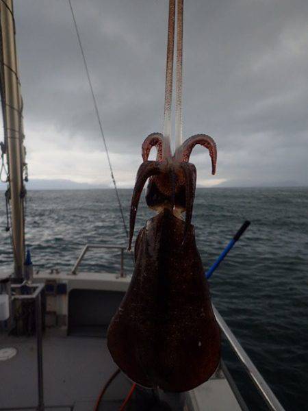 まるいち丸 ZERO-1 釣果