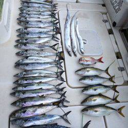 SeaRide(シーライド) 釣果