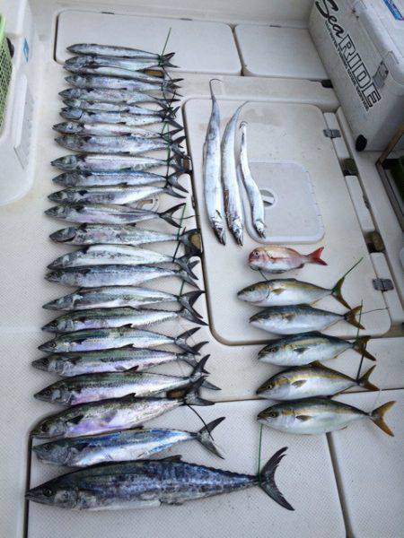 SeaRide(シーライド) 釣果
