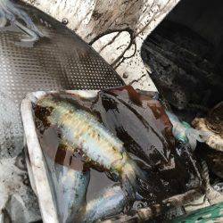 エヌスタイル 釣果