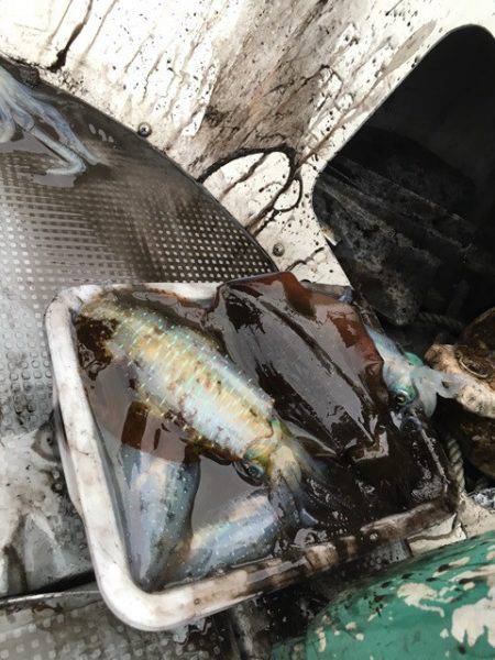 エヌスタイル 釣果