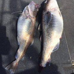 シーランチ 釣果