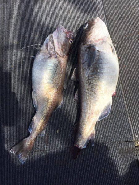 シーランチ 釣果