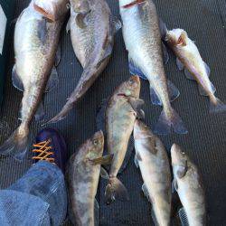 シーランチ 釣果