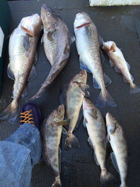 シーランチ 釣果