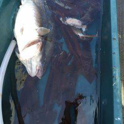 シーランチ 釣果