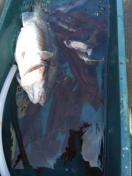 シーランチ 釣果