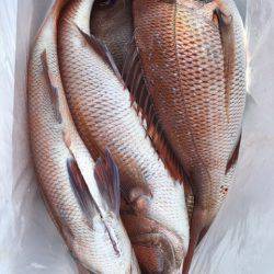 第二八坂丸 釣果