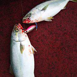 光生丸 釣果