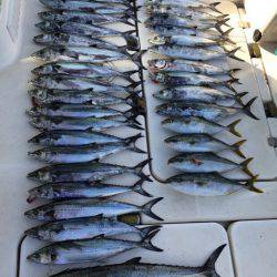 SeaRide(シーライド) 釣果