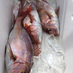 第二八坂丸 釣果