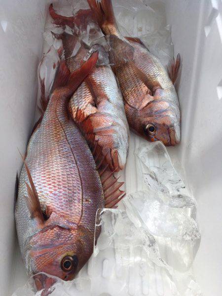 第二八坂丸 釣果