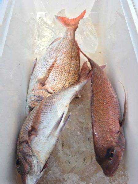 第二八坂丸 釣果