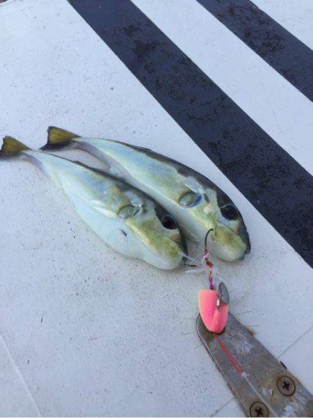 第二 海洋丸 釣果