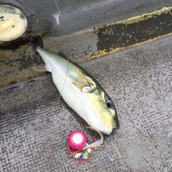 第二 海洋丸 釣果