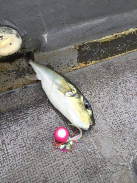 第二 海洋丸 釣果