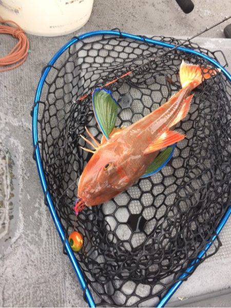 第二 海洋丸 釣果
