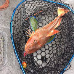 第二 海洋丸 釣果