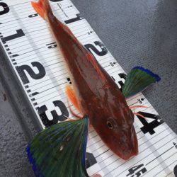 第二 海洋丸 釣果