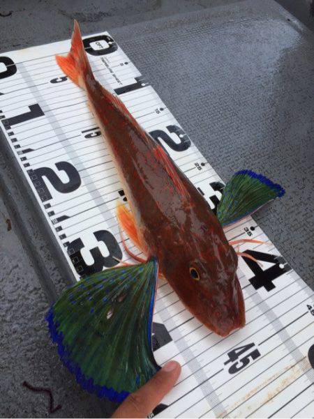 第二 海洋丸 釣果