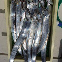 Ｖ−７ West 釣果