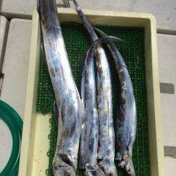 Ｖ−７ West 釣果