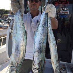 ビッグファイター 釣果