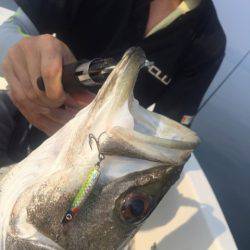 「LaGooN」蒼陽丸 日和号 釣果