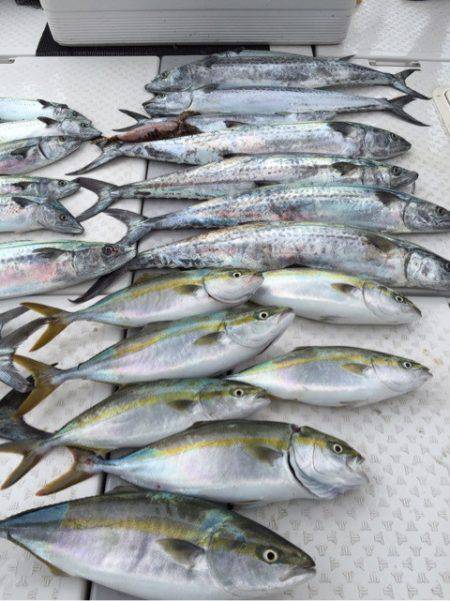 ビッグファイター 釣果