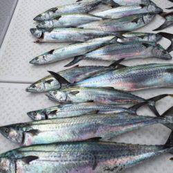 ビッグファイター 釣果