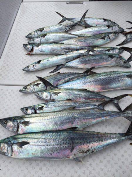 ビッグファイター 釣果