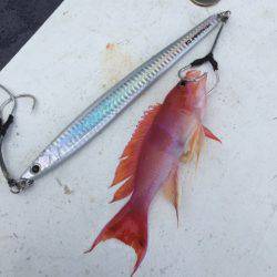 第二 海洋丸 釣果