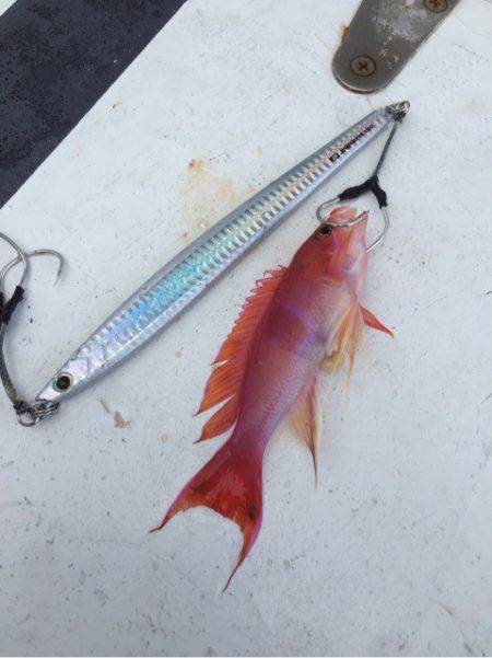 第二 海洋丸 釣果